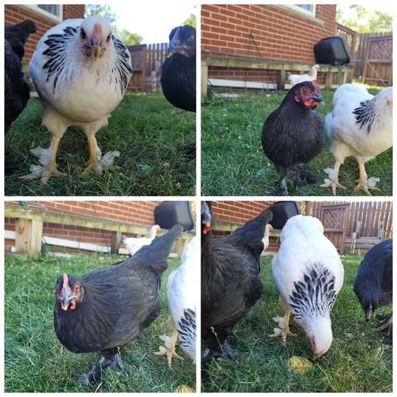 Meet your Posher, Ashley - Picture 6 of 11